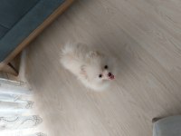 Pomeranian Boo