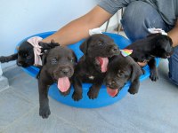 Cane corso geldi güzel