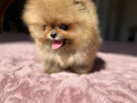 MİKRO BOY BABY FACE KÜÇÜK POMERANİAN AYICIK