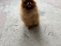 Pomeranian Boo Yetişkin Erkek