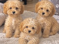 poodle ayarında maltipoo miniklerim