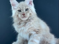 Üst kaliteli erkek maine coon