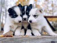Anne Altından yeni sütten kesilmiş safkan huskyler