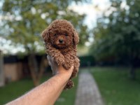 Sağlık ve ırk garantili toy poodle yavrularımız