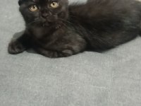 Aşırı cana yakın scottish fold