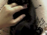 RUS YAVRU KEDİMİZ YENİ YUVA ARIYOR