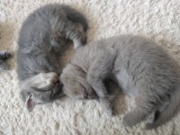 Yeni sütten kesilmiş bebek kediler teslime hazır