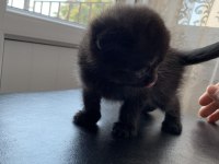 Scottish fold bebeğimiz