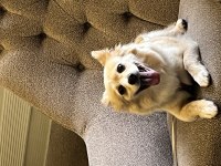7 yaşında köpeğimiz