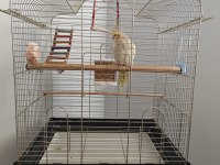7 Aylık Erkek Pearl Sultan Papağanı Kafesiyle Birlik