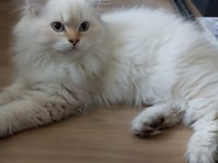 Full secereli british longhair