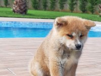 JAPON AKİTA INU YAVRULARİ İSTANBUL 