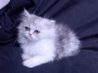 3 aylık tuvalet eğitimli persian yavru