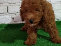 Toy poodle köpeği