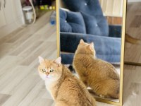 Birbirinden sevimli scottish fold yavrular