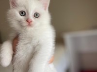 Scottish fold ve british yavrularımız