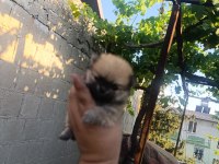 Pomeranian bebekler