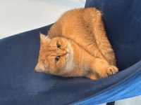 British golden dişi 2 yaş ücretsiz