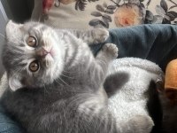 Scottish Fold Bearface Yavru