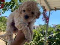 Çok Tatlı Maltipoo Yavrularımız