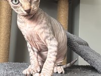 2 Dişi 2 Erkek Levkoy Sphynx Yavruları Yuvasını Arıyor