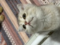 Tam oyuncu yavru british shorthair