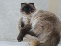 Ücretsiz 1 Yaşında Himalayan Kızımız