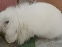 Orijinal Angora (Ankara) Tavşanı Dişi