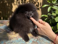 A Kalite Pomeranian Tea Cup Dişi