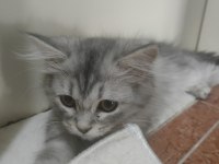British Longhair 4 aylık