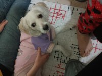 MALTİPOO KÖPEĞİM ÜCRETSİZ SAHİPLENDİRİLECEK