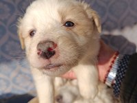Border collie yavrular teslime hazır