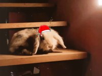 4 yaşında lop tavşanımız sahiplendirilecektir