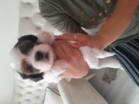 Shih tzu yavrular