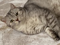 ÜCRETSİZ SAHİPLENDİRME BRİTİSH KEDİMİZ