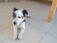 Köpeğimize acil yuva aranıyor