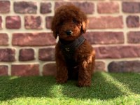 Safkan red brown toy poodle yavrular