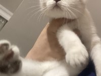 Blue point british shorthair cinsi kedi