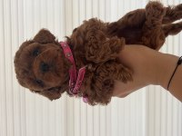 Toy poodle bebeklerimiz ev ortamında büyüyor