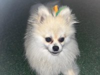 Pomeranian boo 1 yaşında erkek