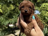 Toy Poodle Kayseride Tek