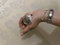 Hamster bebek