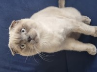 Scottish fold erkek, british shorthair dişi
