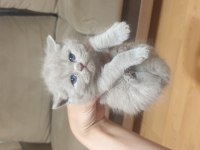 Scottish british shorthair tatlı kediler