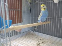50 takım muhabbet kuşu acil verilecek AMELİYAT DOLAYISIYLA