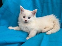 Xxxl Bembeyaz Maine Coon Yavrularımız