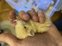 Bebek Teddy bear hamsterlar