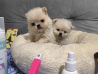 Üst düzey Mini Pomeranian Bebeklerimiz
