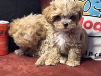 Ankaranın en seçkin tea cup kore maltipoo ları