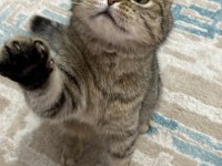 Scottish fold